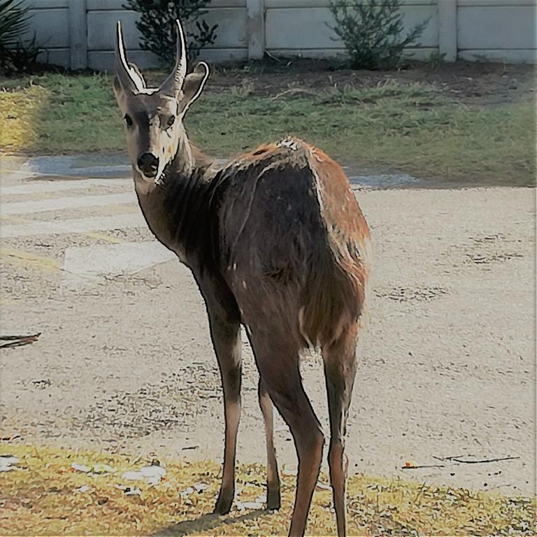 Brenton Bushbuck Lookout Leilighet Eksteriør bilde
